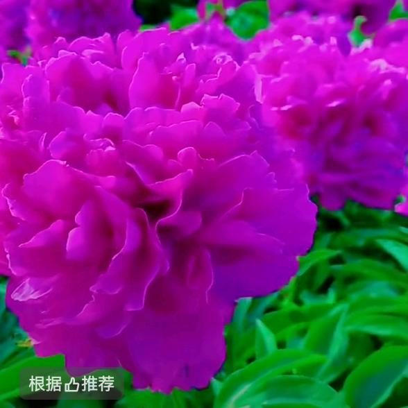 春暖花开