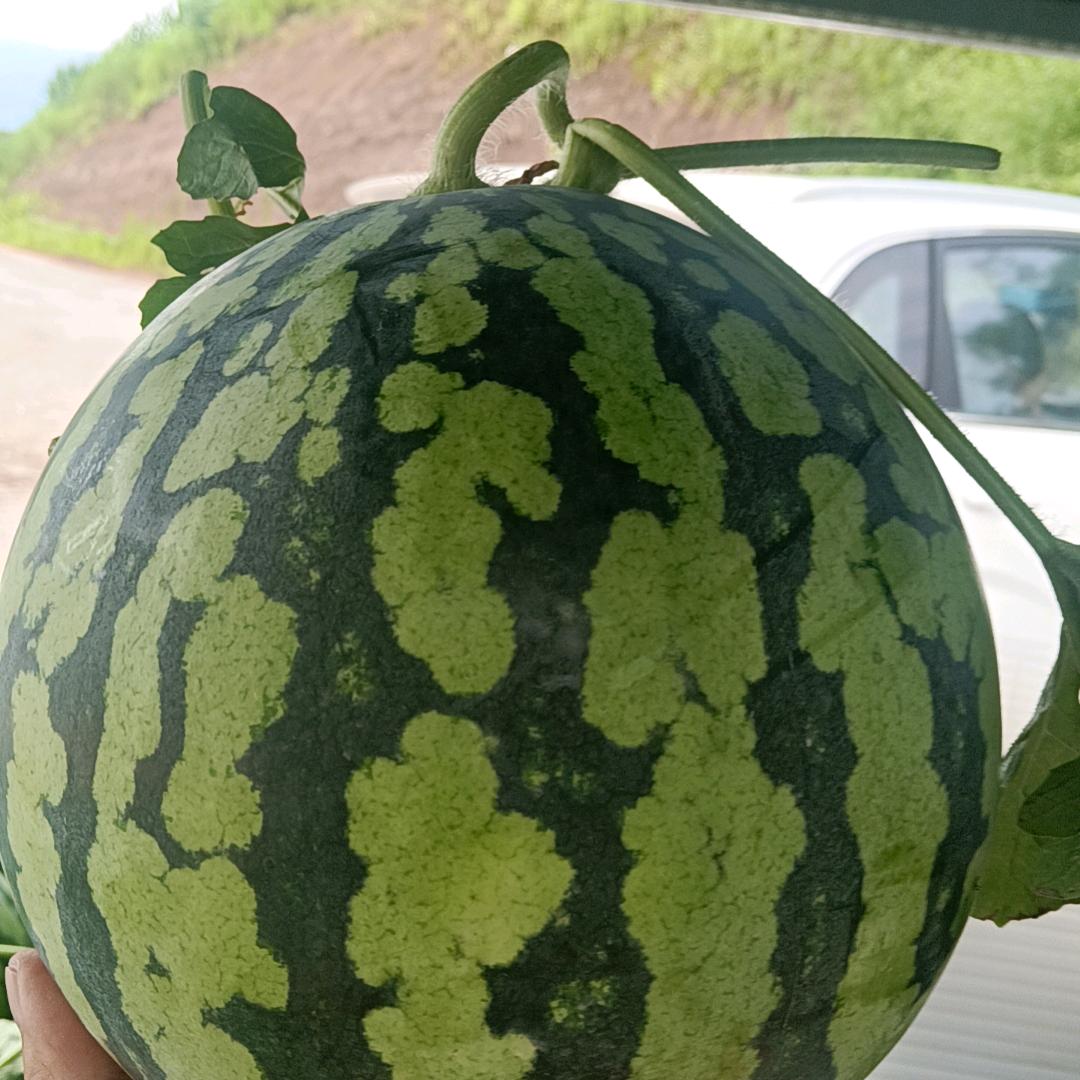 长寿龙哥