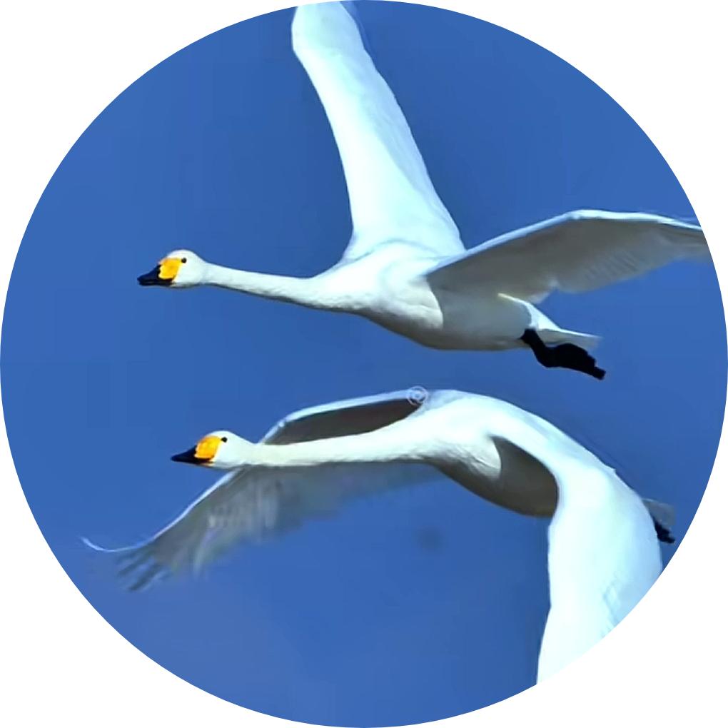 巴适安逸的很好耍，