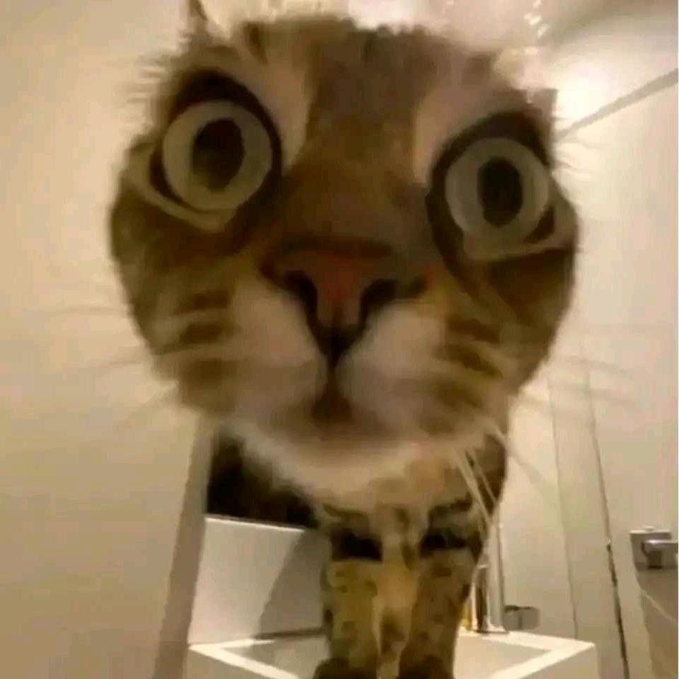 咿咿呀呀