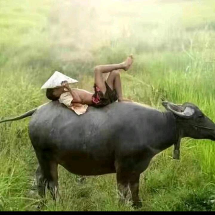 放牛去！🐂🐂🐂🎼🎤