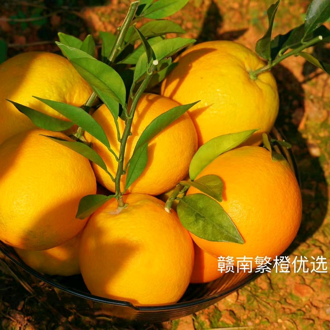 赣南繁橙优选