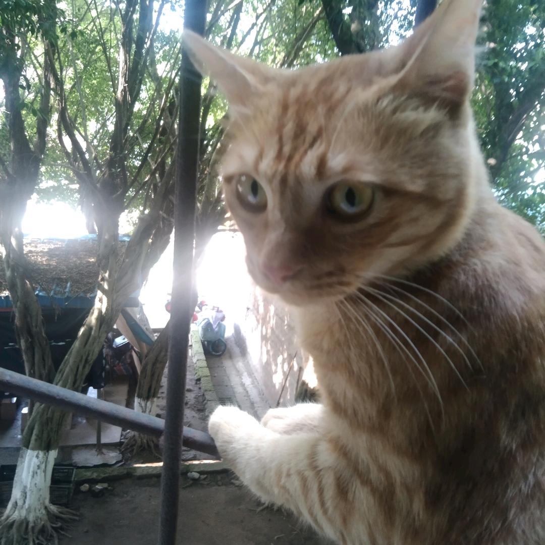 泸州，猫