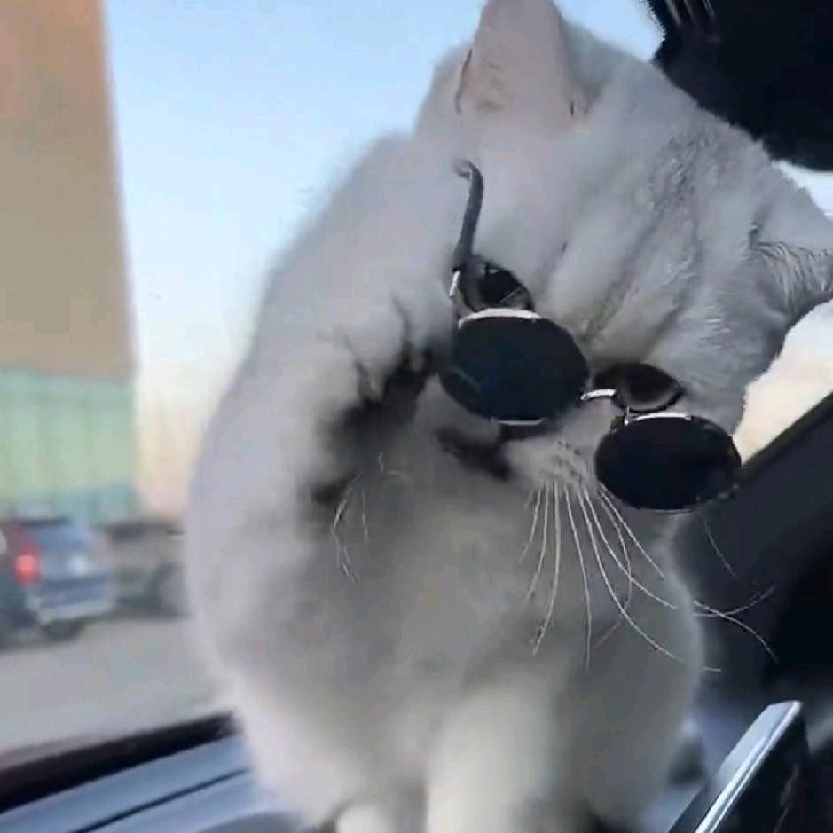 🍊橙了个橙🍊