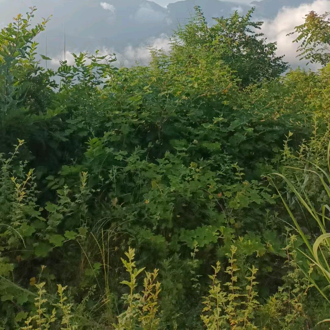 等风 等雨 我在等你