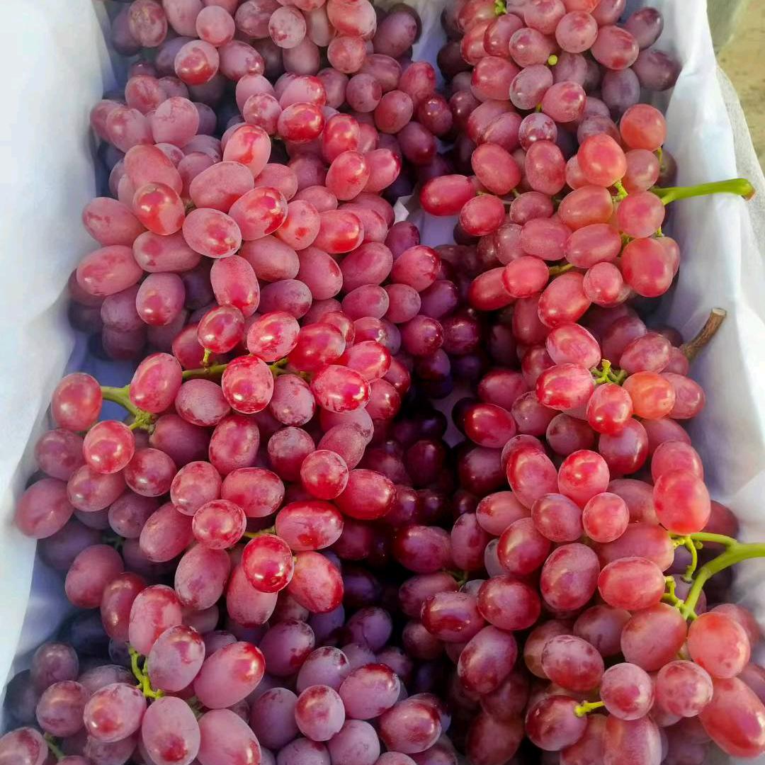 佳瑞农资裕隆分店王滔