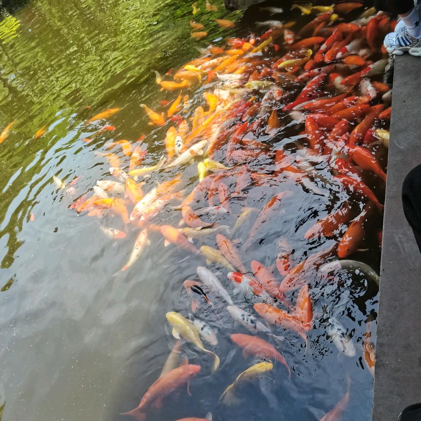 凉山鑫跃兴程机械租凭有限公司