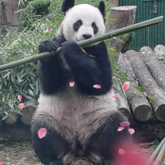泡沫『⚖️』