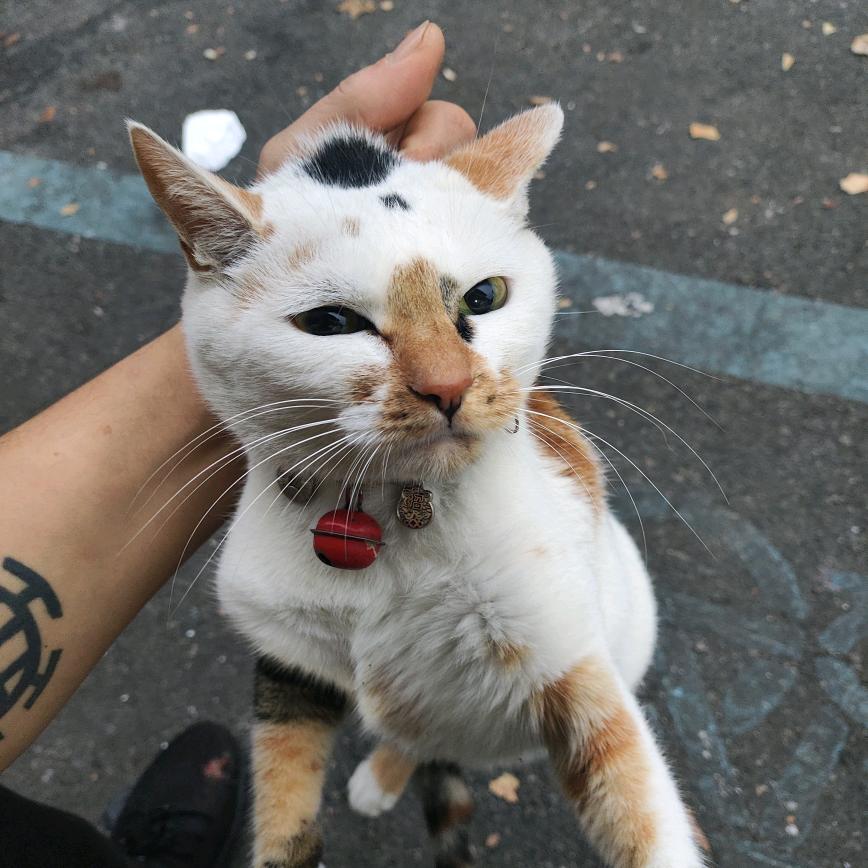 逆喵的