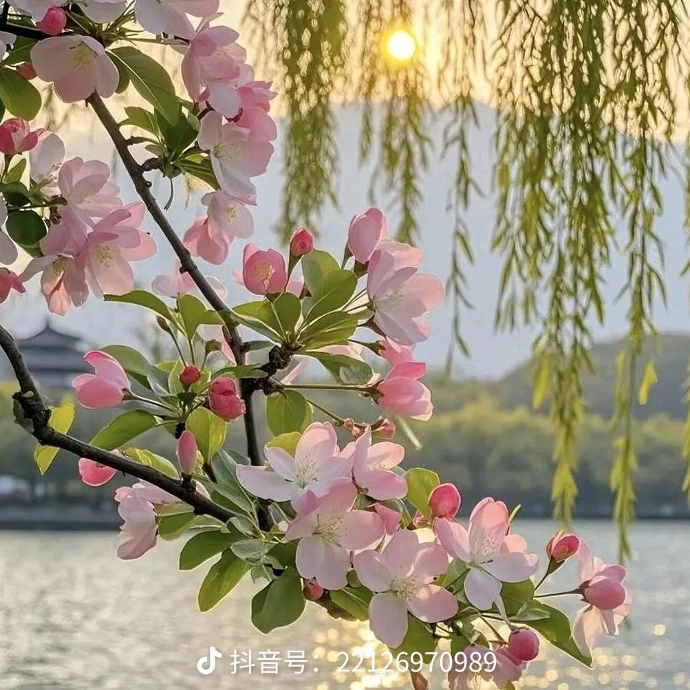 残花梦颖（毕业版）