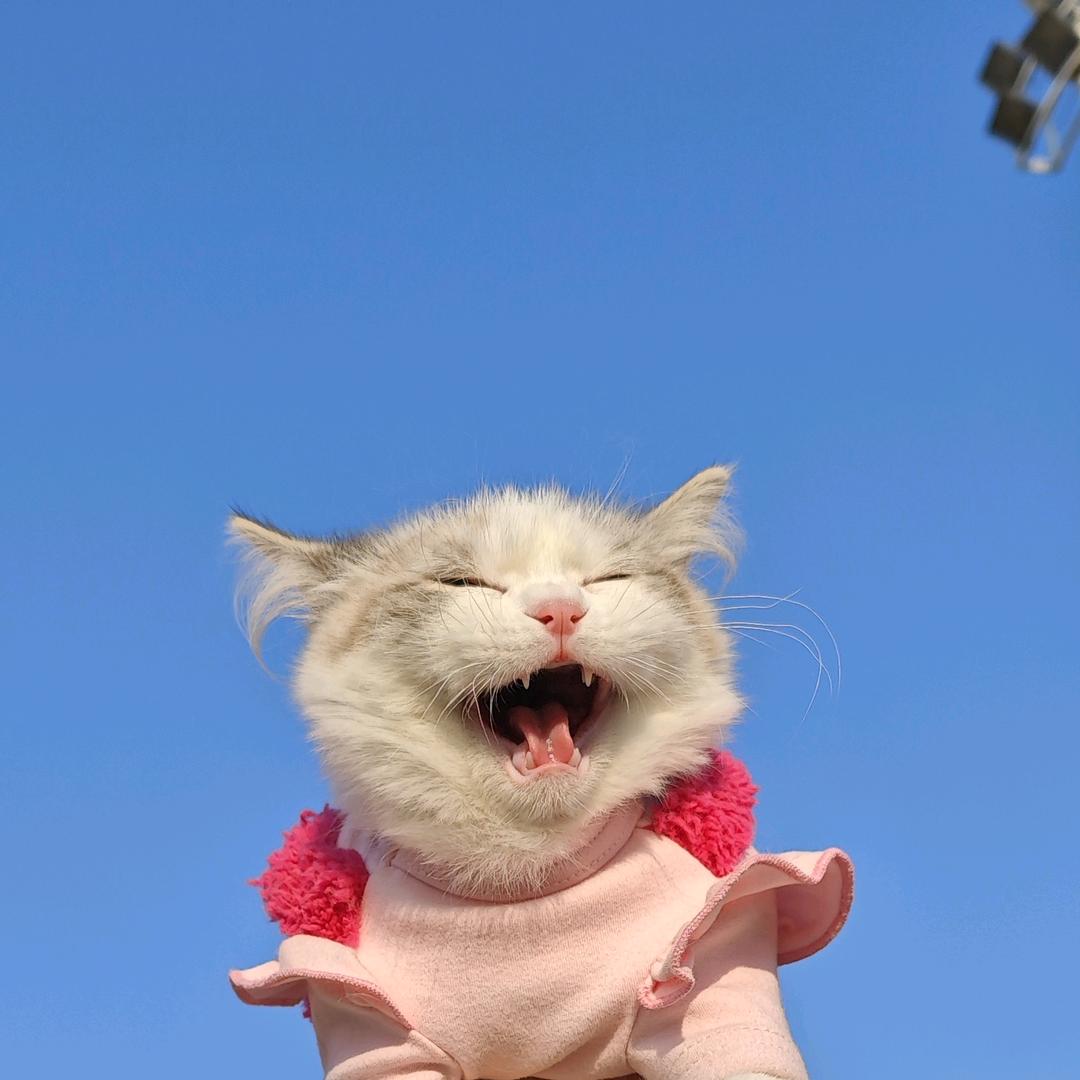十一是只布偶猫