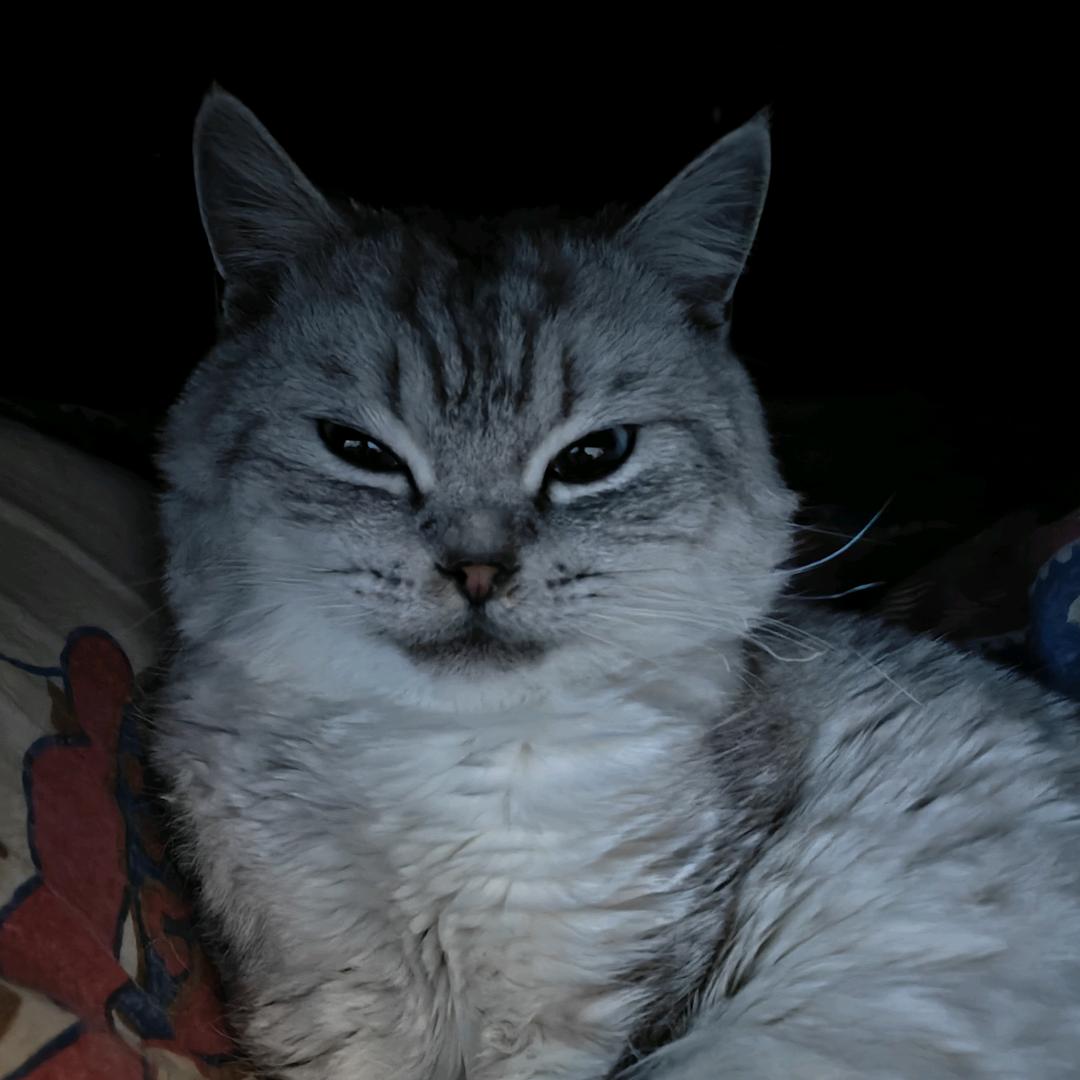 哈基咪咪咪咪咪咪