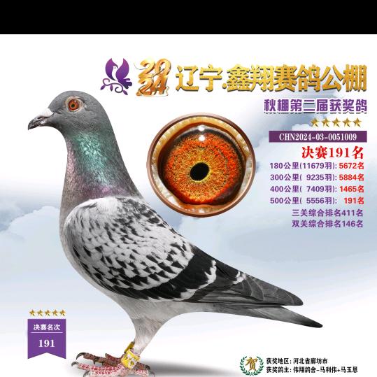 赛鸽爱好者小马