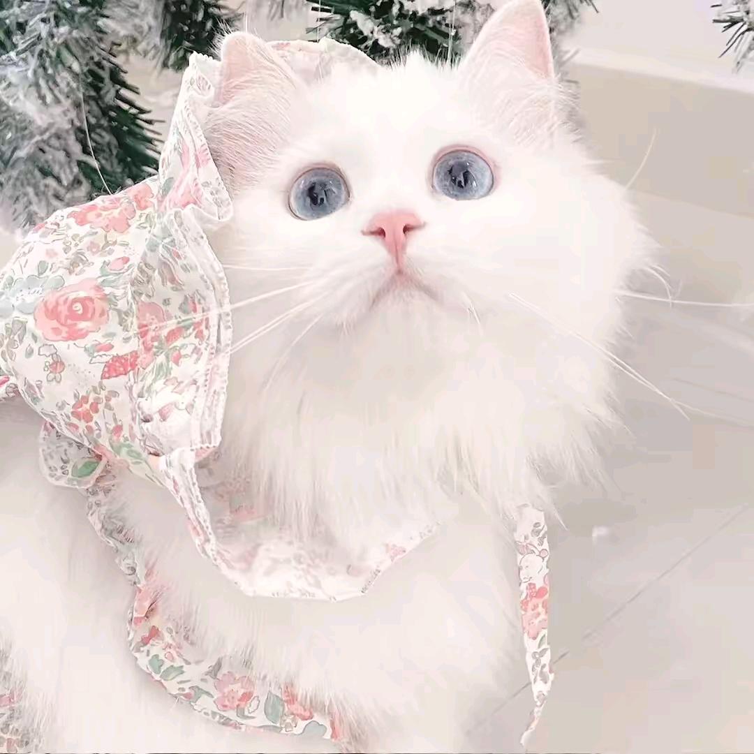 恋艹孕