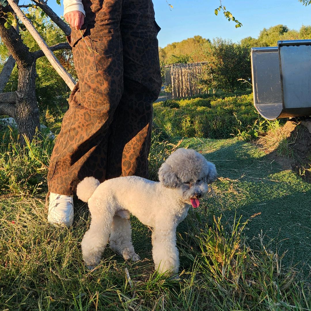 不吃香菜