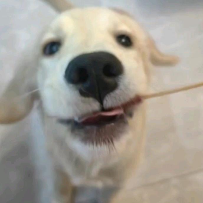 薄荷不是薄荷糖