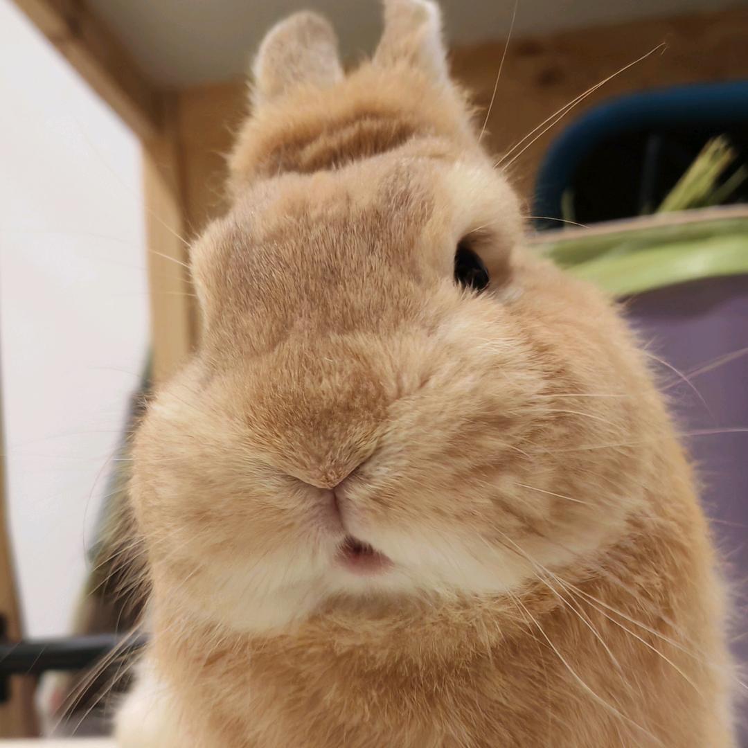 🐰刀疤🐰是只小兔兔