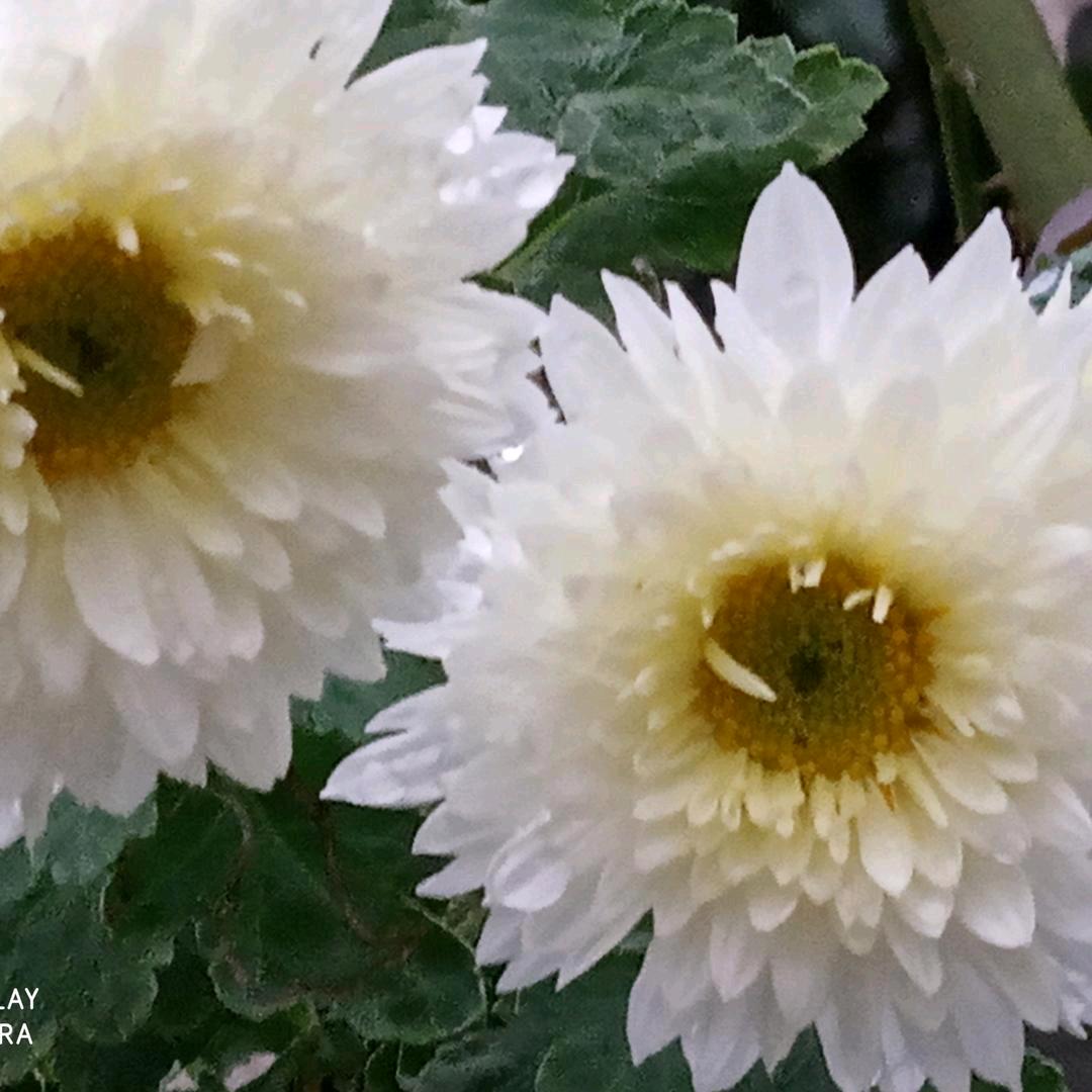 美丽菊桂🌹