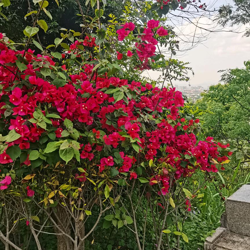 🌈茄紫🥰