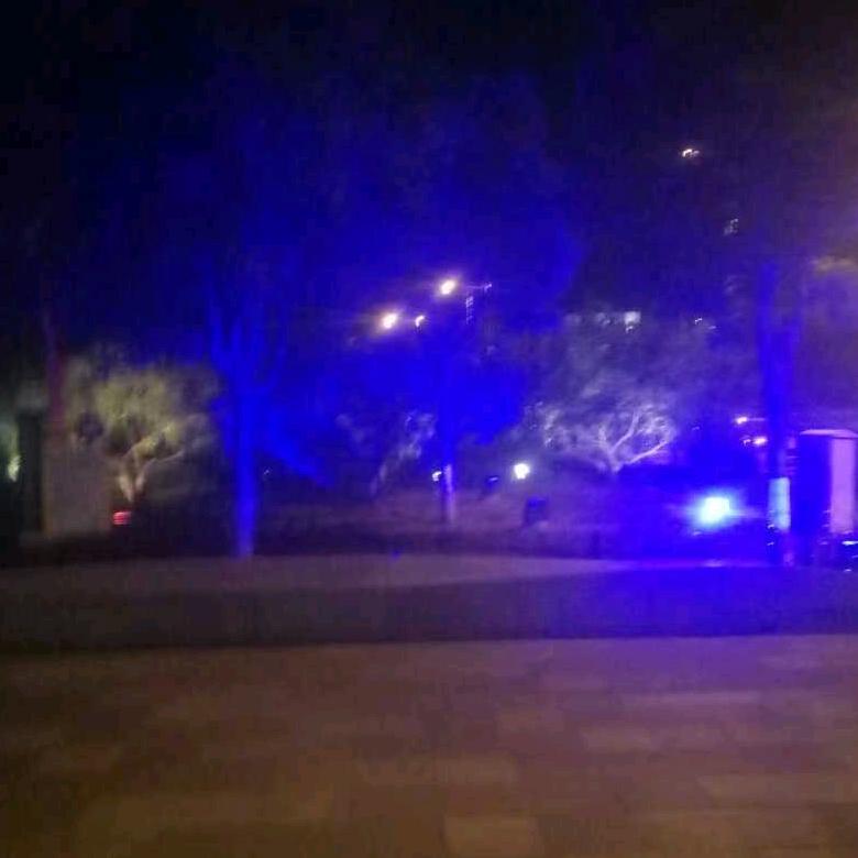 飞翔的海鸥