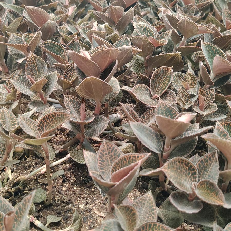 冯家铺子食品店