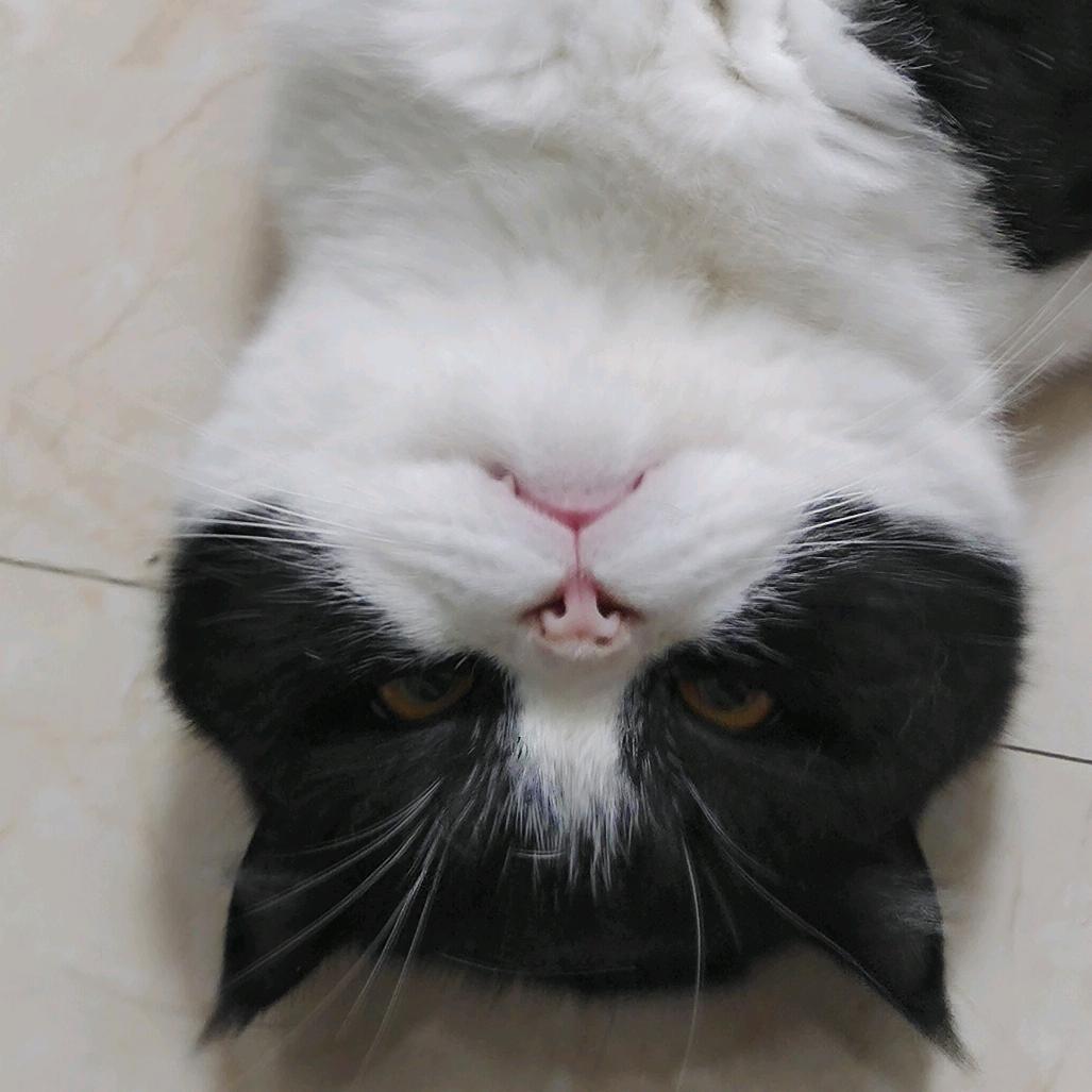 小炮弹