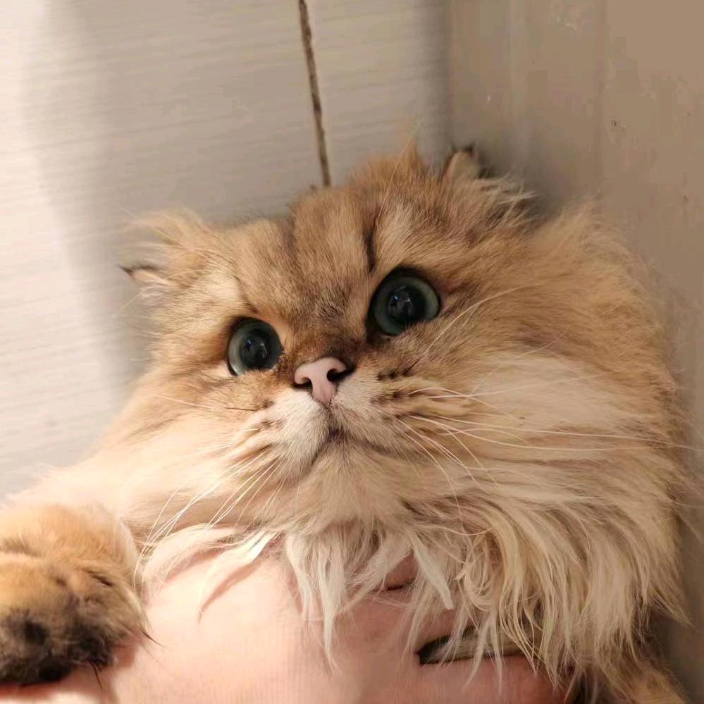 @牛仔暴龙兽🦖