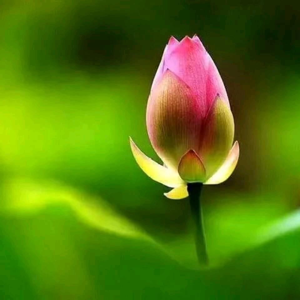 刘会代理彩票，贵夫人免费培训班招收学圆，