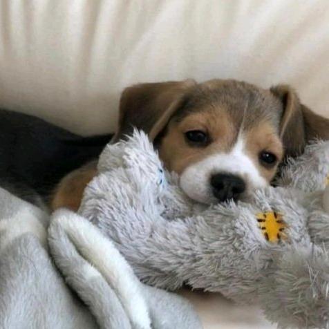 盖世猪猪🦋🦋