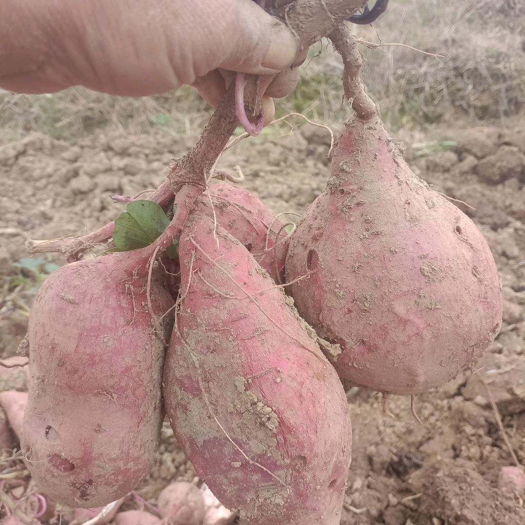 美好回忆