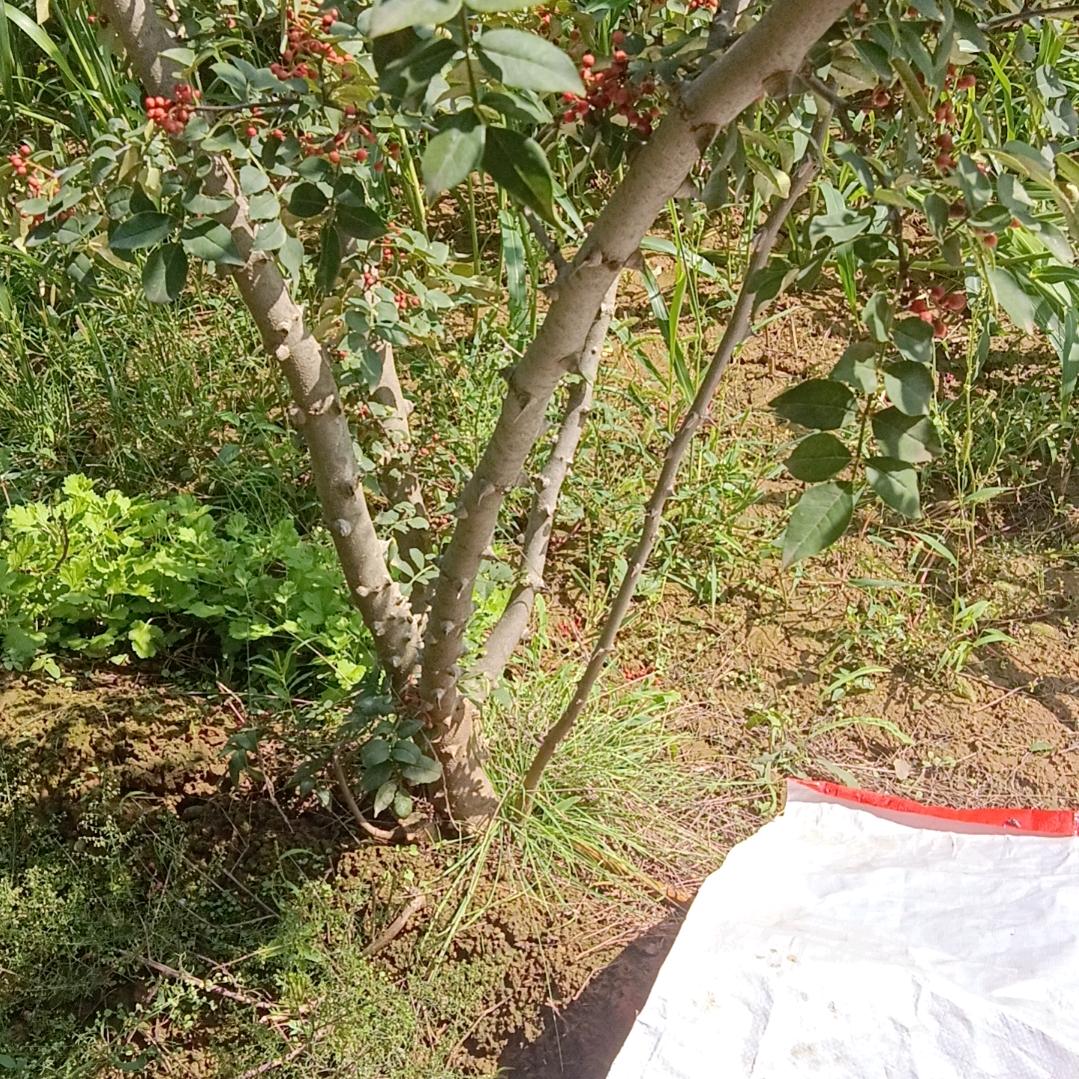 用户926996447