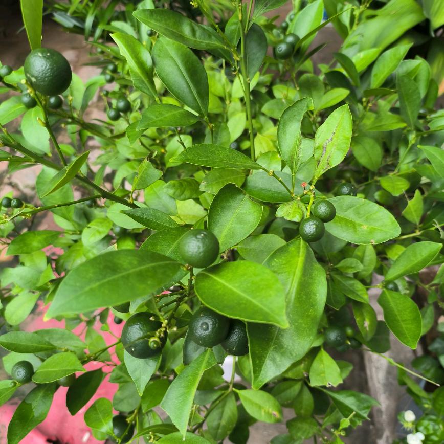 药霜