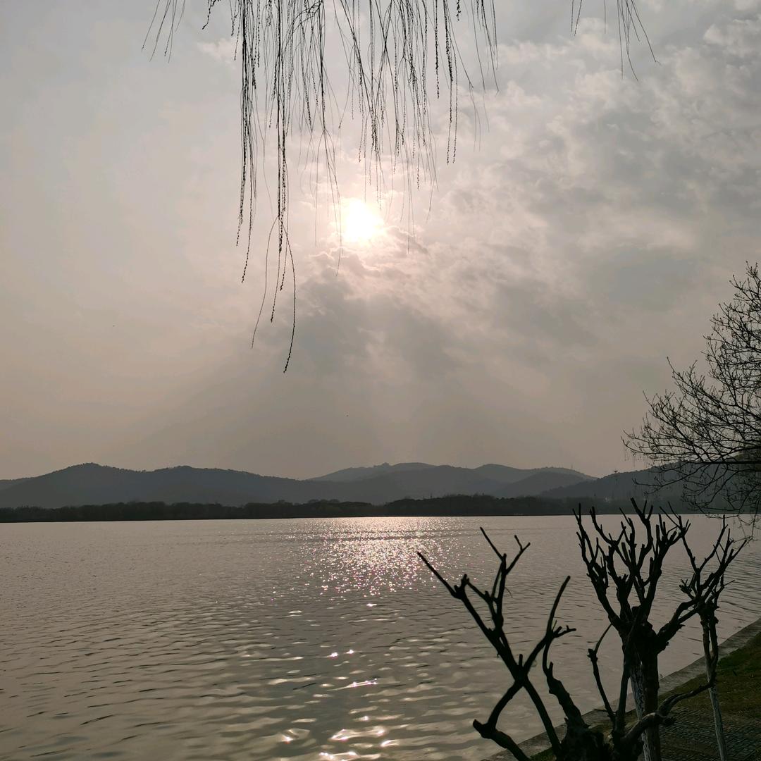 【菜根】