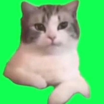 爱做猫meme小剧场的🍍