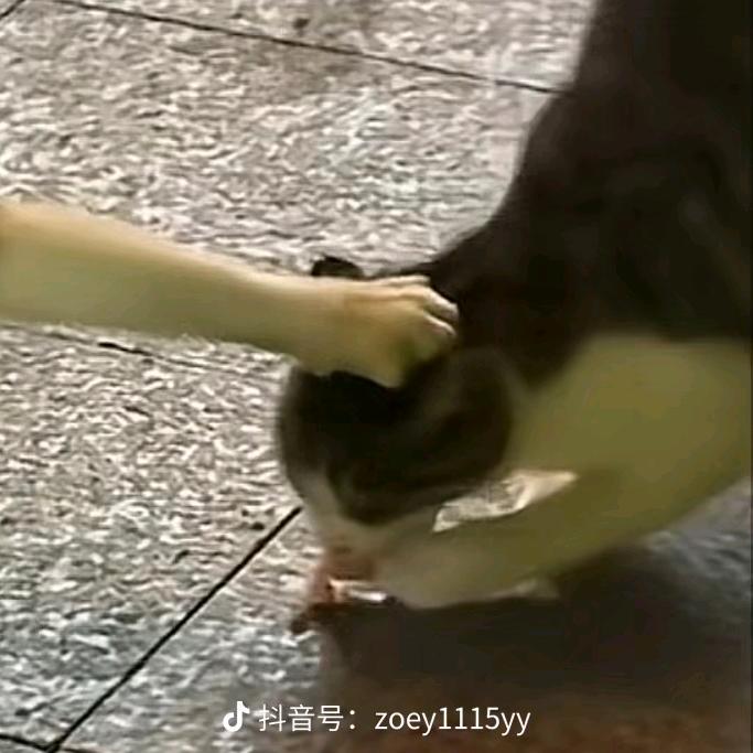 橘子