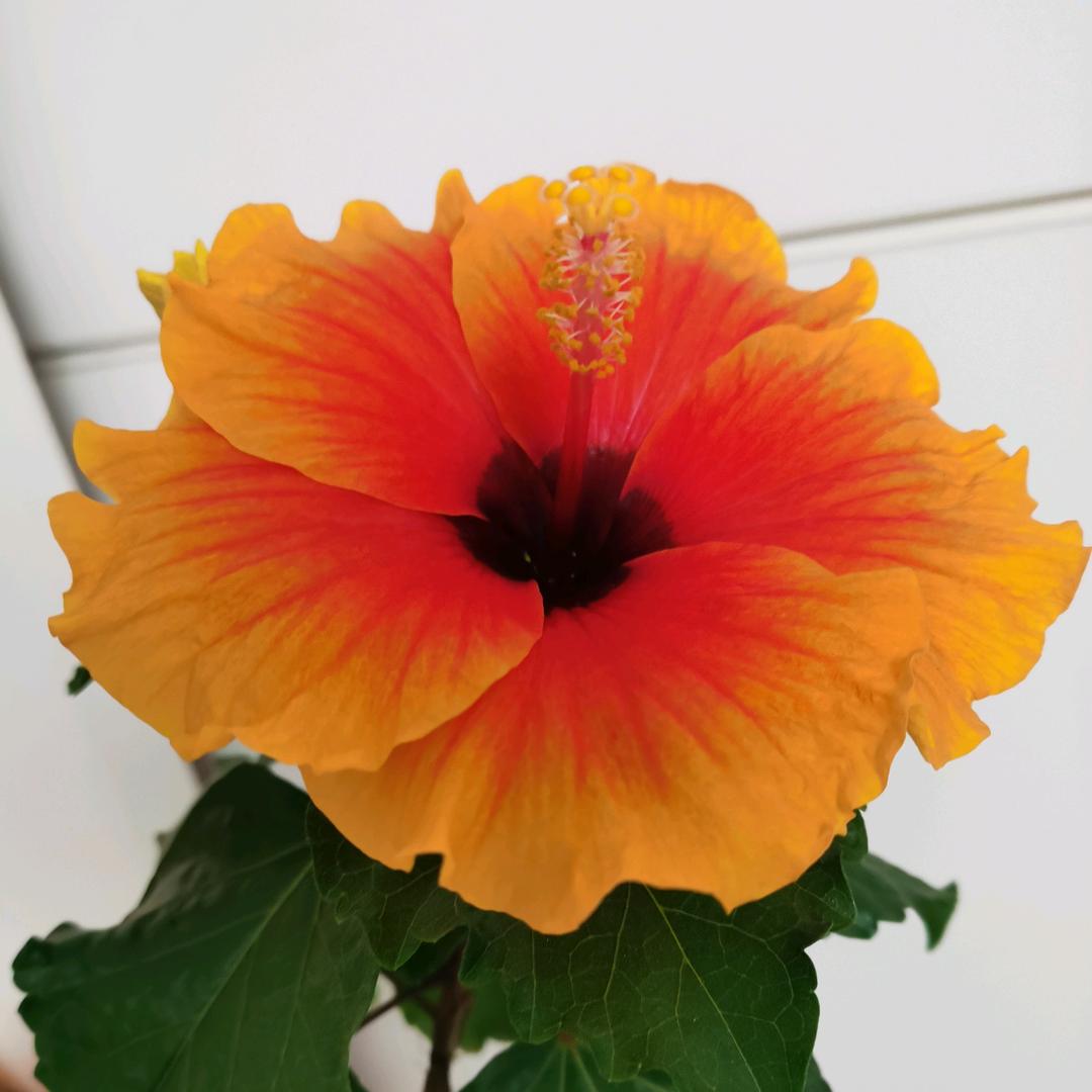 🇨🇳飞天🇨🇳