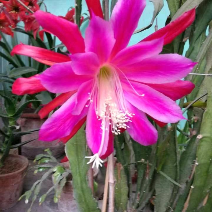王春芹