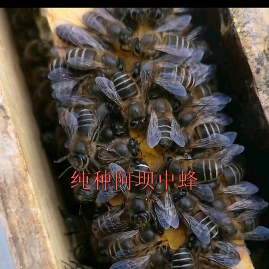 为蜂农服务