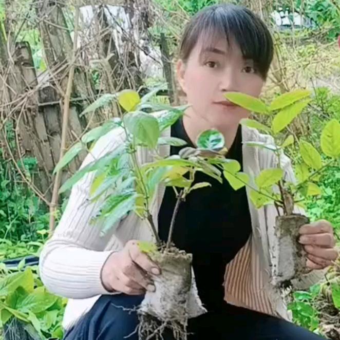 隆回县金峰猕猴桃种植专业合作社