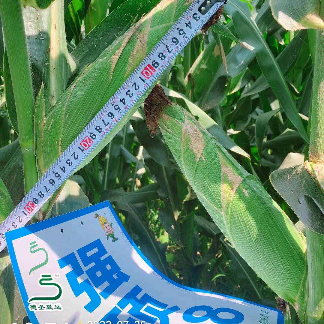 广平县国军农资