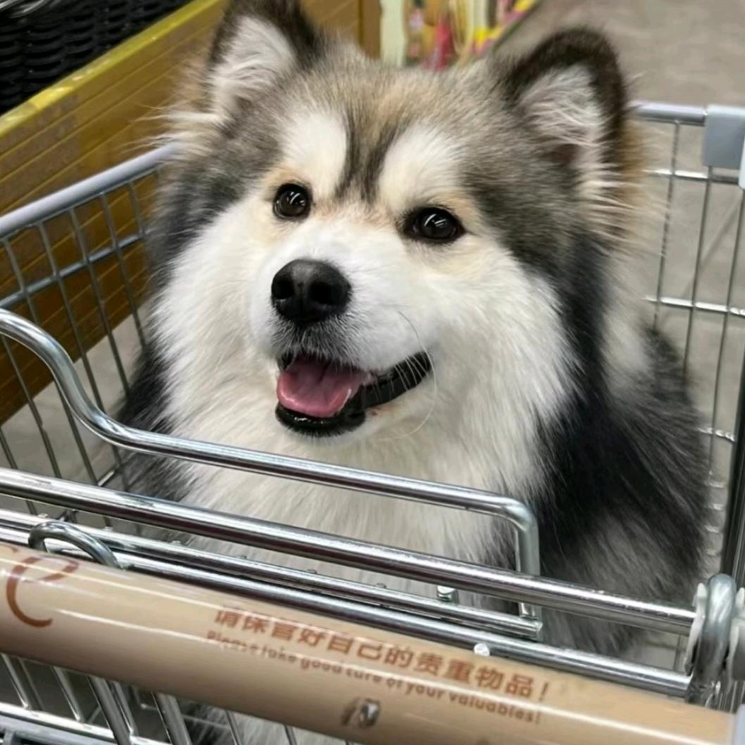 肥壮的狗