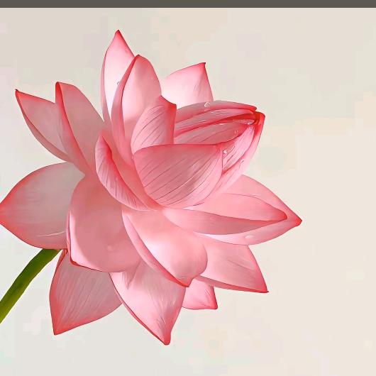 菲菲
