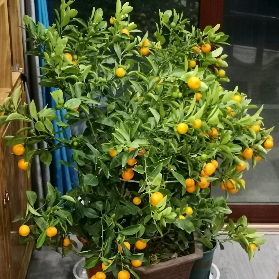 致美好物严选