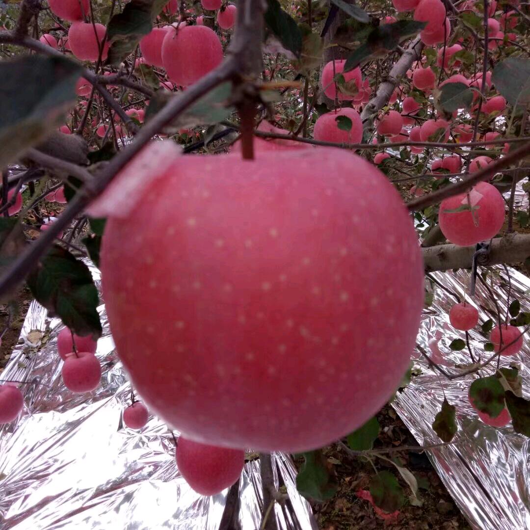 苹果鹊哥