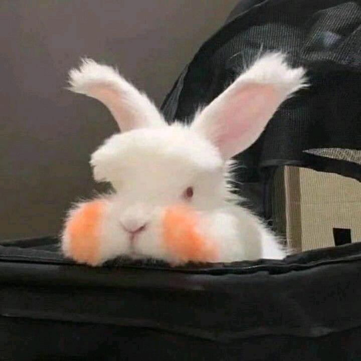 小C艾恩