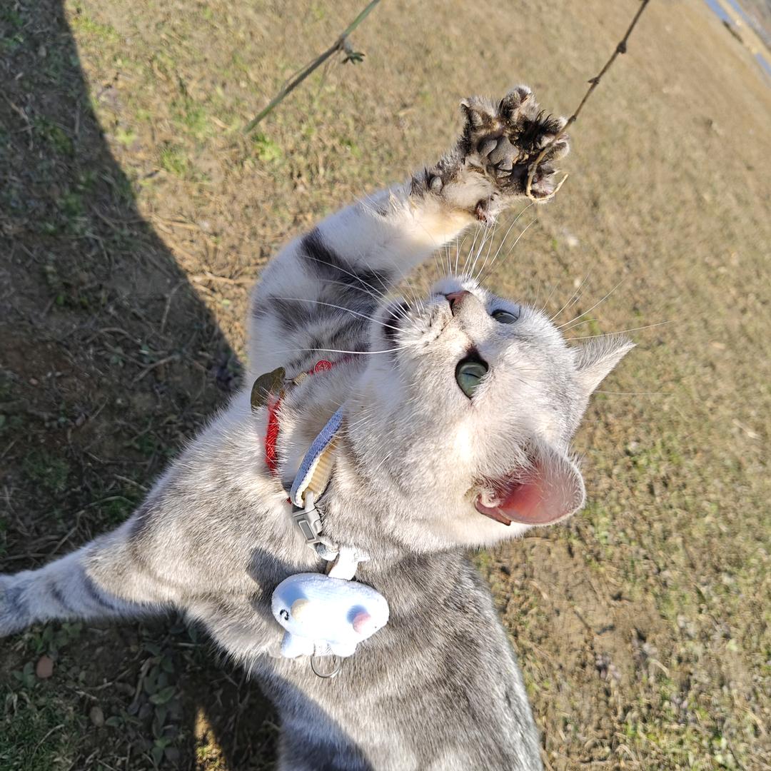冬眠蛋挞