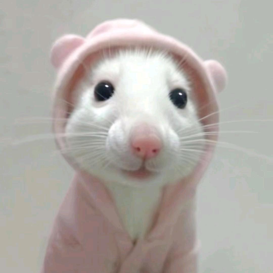 rrrabia