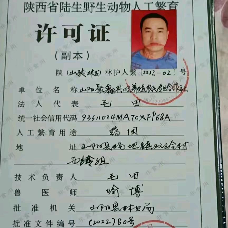 新农人   飞鼠养殖