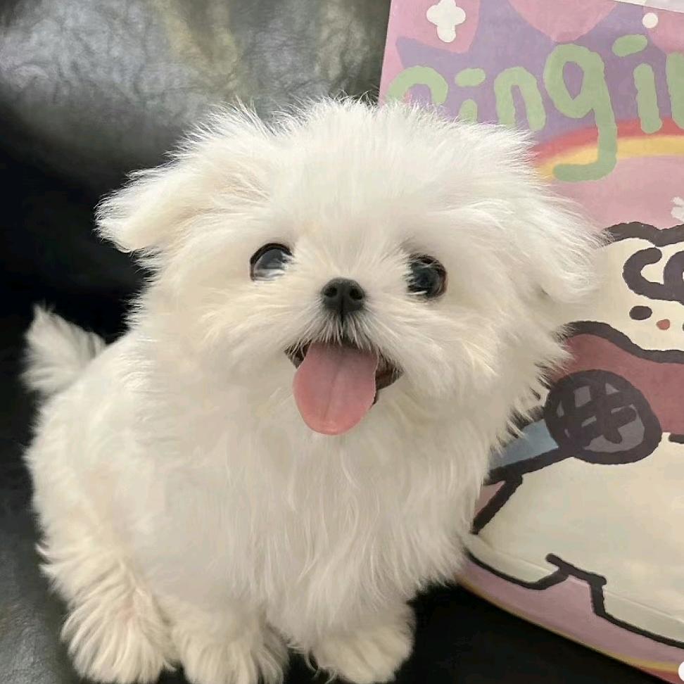 啊吼