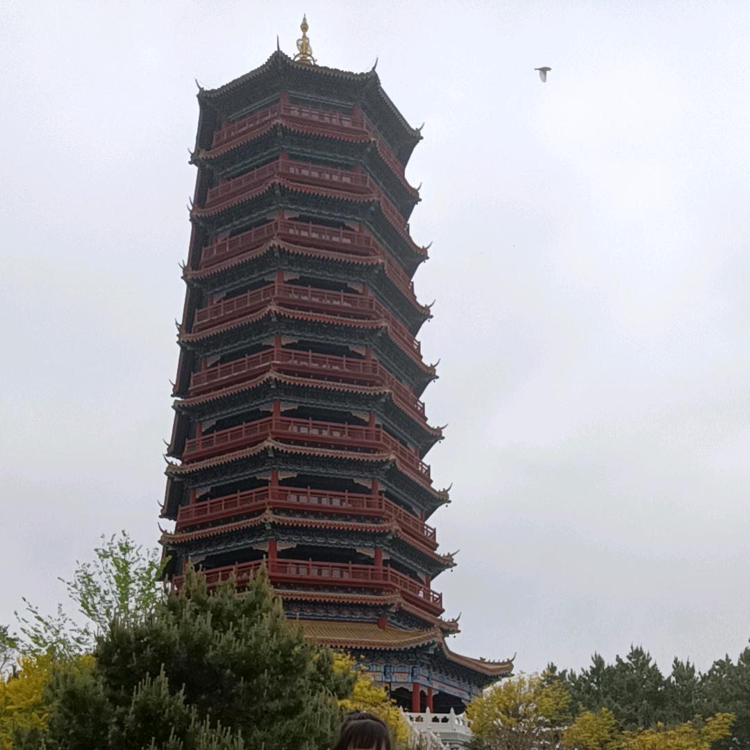 追风伴月头像